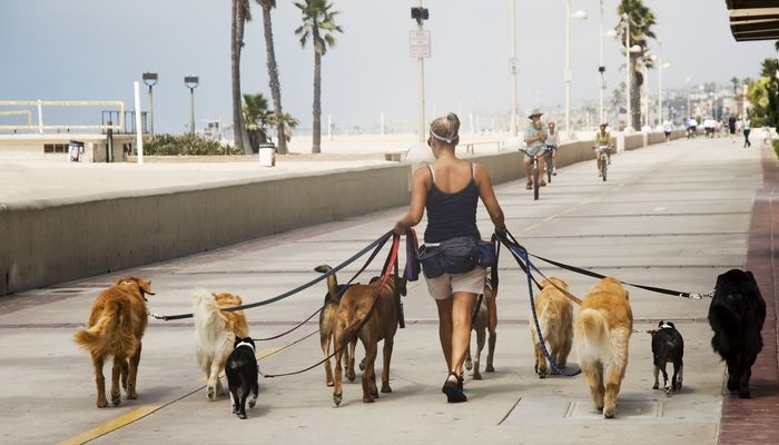 Passeando Com Cachorros Para Ganhar um Dinheiro Extra